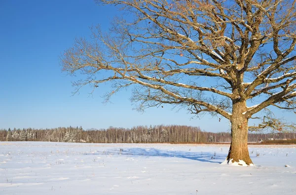 Одинокий дуб в поле зимой — стоковое фото