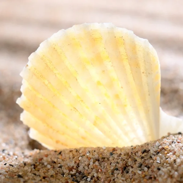 Zee schelp op het zandstrand — Stockfoto