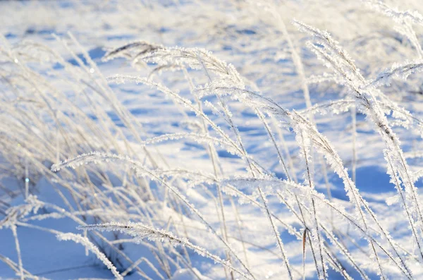 Gelée blanche sur les plantes en hiver — Photo