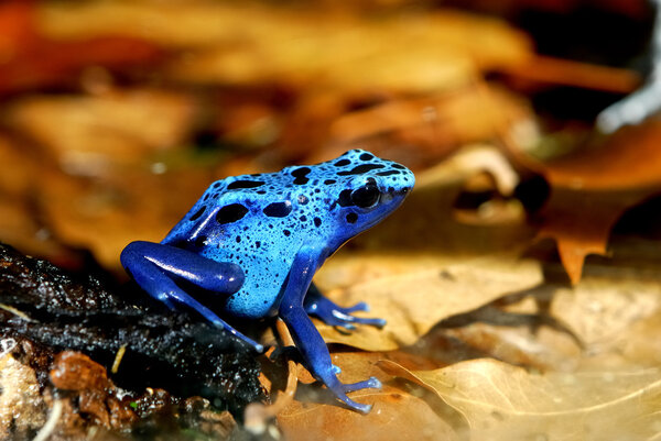Цветная синяя лягушка Dendrobates tinctorius
