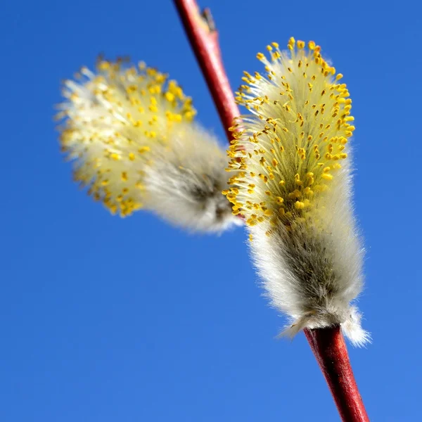 Blühende Weidenzweige aus nächster Nähe vor blauem Himmel — Stockfoto