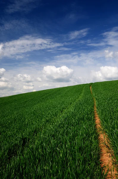 Classic freen field view against blue sky — Stock Photo, Image