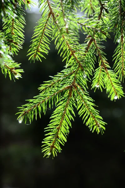 Pine tree close-up — Stock Photo, Image