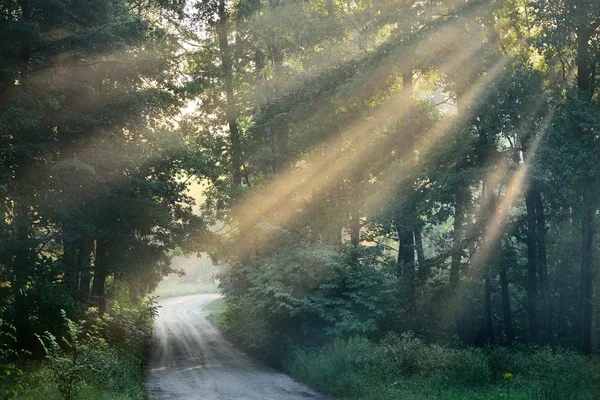 Weg en zonnestralen in sterke mist in het forest — Stockfoto