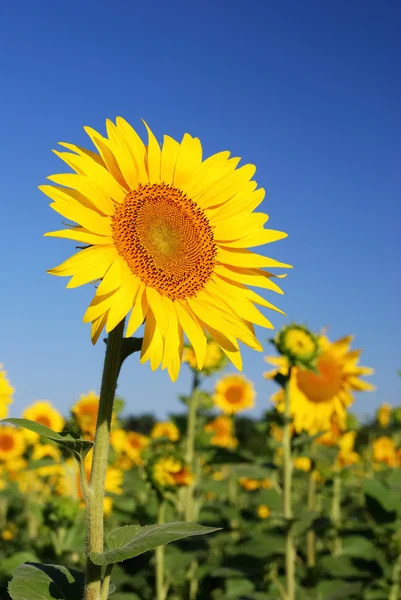 Girasoles en el campo —  Fotos de Stock