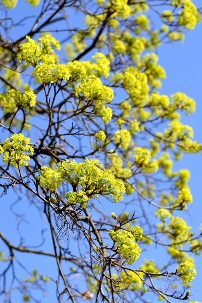 Ramo de árvore verde com botões close-up na primavera — Fotografia de Stock