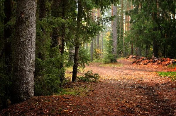 Dark pine forest scene — Stock Photo, Image