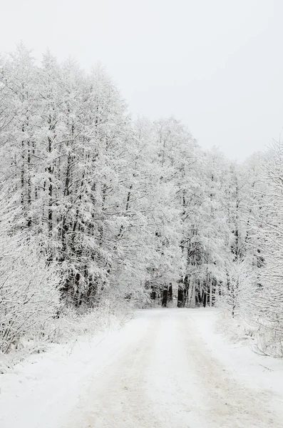 Winterszene: Straße und Wald mit Raureif an Bäumen — Stockfoto