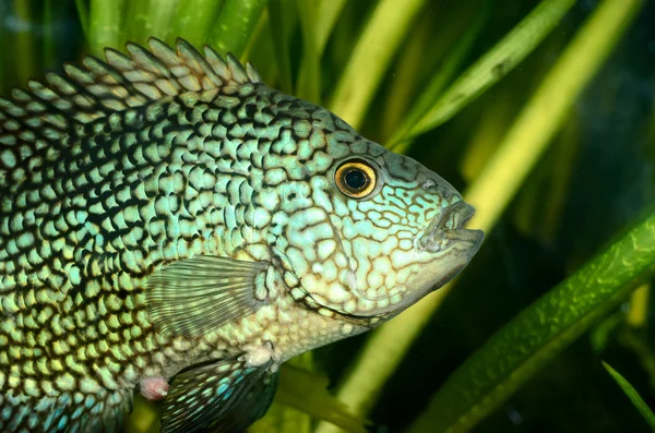 Peixes tropicais em aquário — Fotografia de Stock