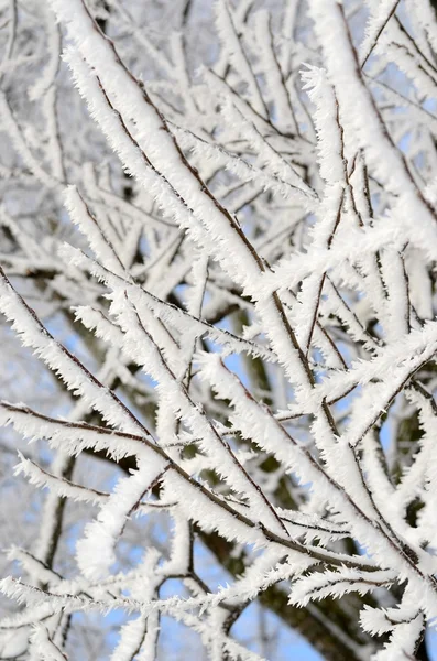 Frost på trær om vinteren – stockfoto