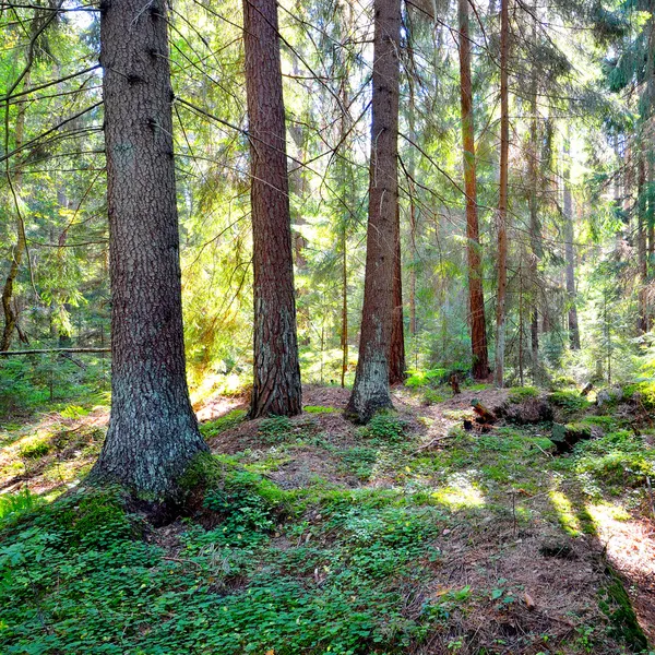 Bosque de pino oscuro escena — Foto de Stock