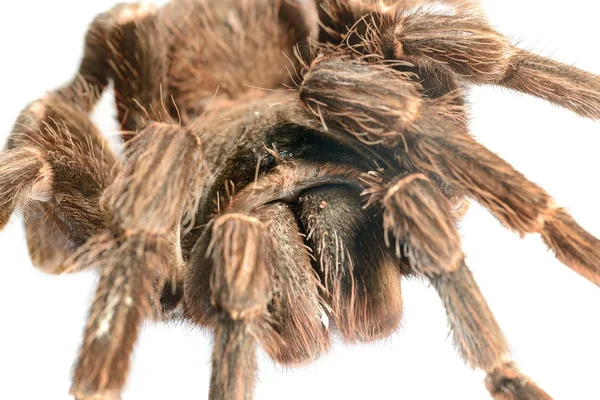 Gigantyczne tarantule lasiodora parahybana na białym tle — Zdjęcie stockowe