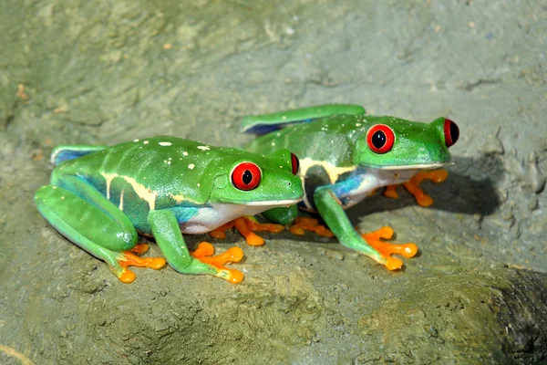Kırmızı göz kurbağa amfibi callidryas terrarium içinde — Stok fotoğraf