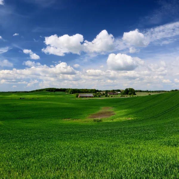 Classic rural landscape. Green field against blue sky — Stock Photo, Image