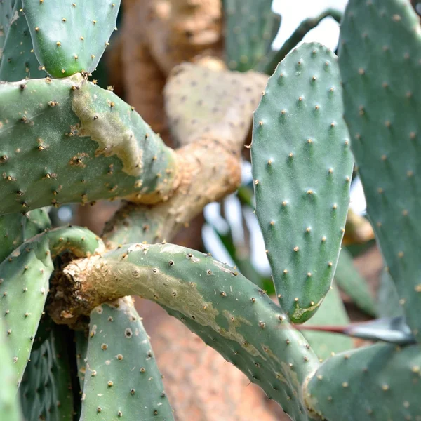 Close-up do cacto — Fotografia de Stock