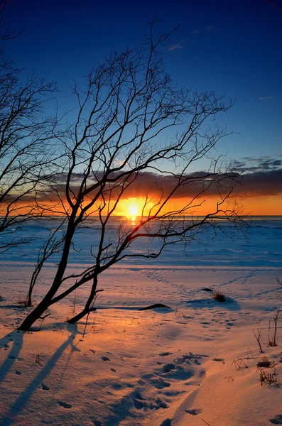 Silhouette dell'albero contro il tramonto colorato sulla riva nevosa del Mar Baltico — Foto Stock