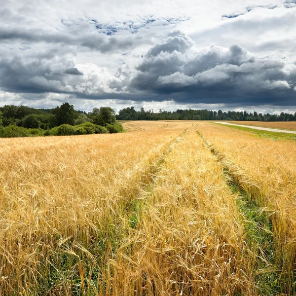 Pola zbóż przed ciemnym burzliwy chmury — Zdjęcie stockowe