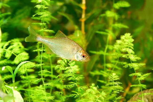 Vissen in een aquarium — Stockfoto