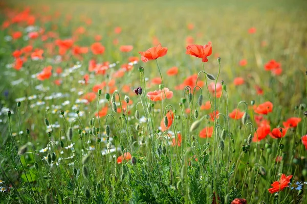 Poppy field close-up — Stock Photo, Image