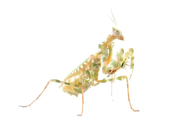 Praying mantis blepharopsis mendica isolerade — Stockfoto