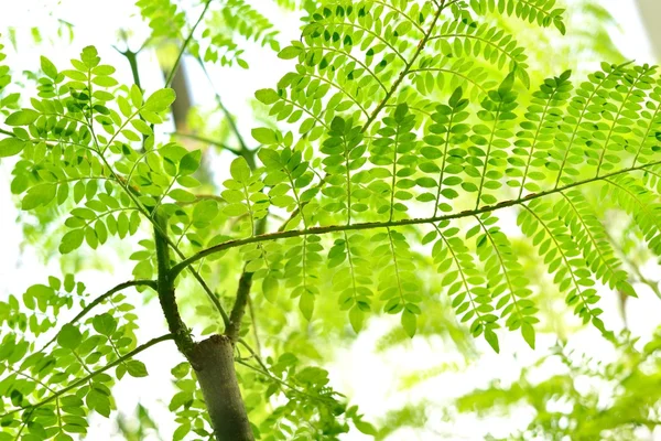 Groene tropische planten close-up — Stockfoto