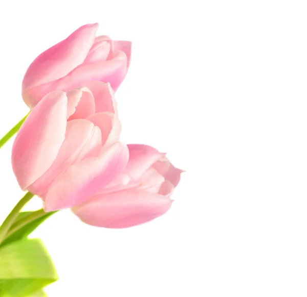 Tulpenblumen auf weißem Hintergrund mit Copyspace — Stockfoto