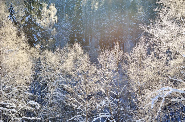 Παγετό στα δέντρα στην κοιλάδα του ποταμού το χειμώνα — Φωτογραφία Αρχείου