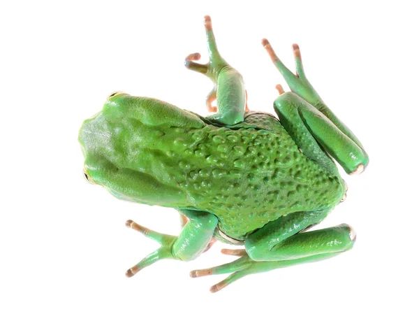 孤立在白色的绿色糯猴叶青蛙 phyllomedusa sauvagii — 图库照片