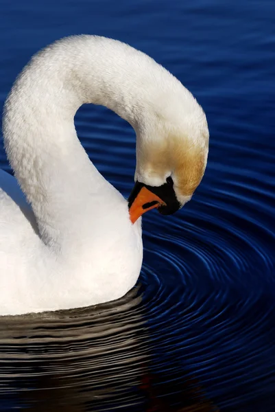 Cisne blanco sobre agua azul quieta — Foto de Stock