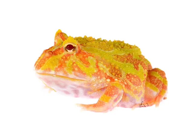 Sierlijke hoornkikker (witte vorm) Ceratophrys ornata geïsoleerd op wit — Stockfoto