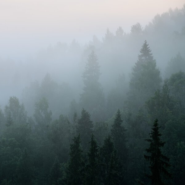 Forest in Sugulda covered in strong fog