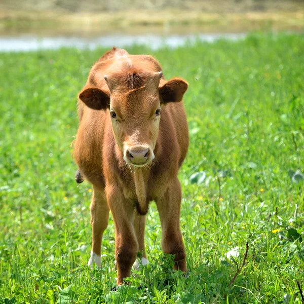 Calf at the green filed — Stock Photo, Image