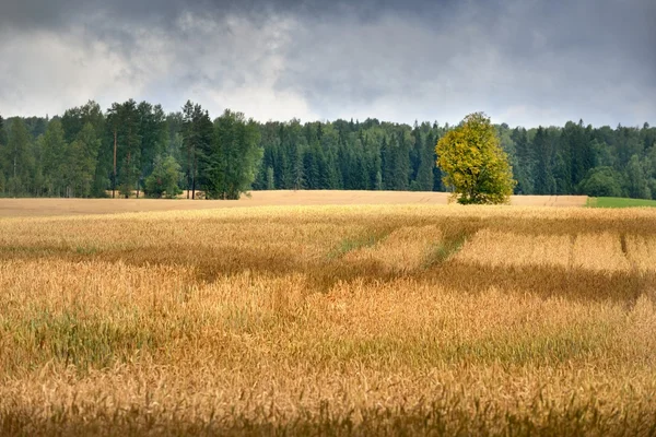 Campo de cereales contra nubes oscuras y tormentosas — Foto de Stock