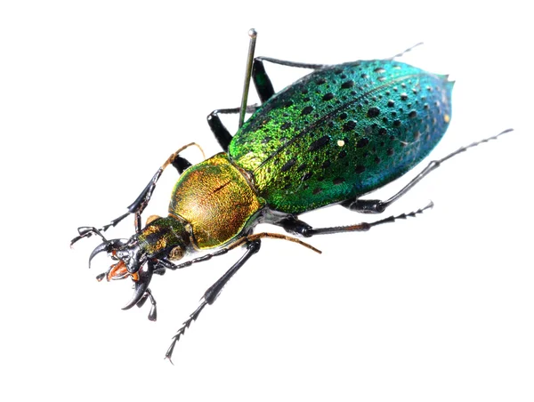 Kolorowe beetle ziemi na białym tle — Zdjęcie stockowe