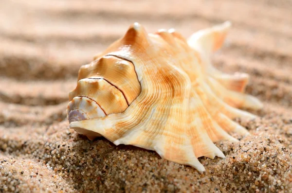 Zee schelp op het zandstrand — Stockfoto