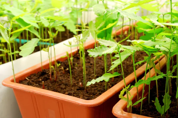 Plants are being grown in laboratory — Stock Photo, Image