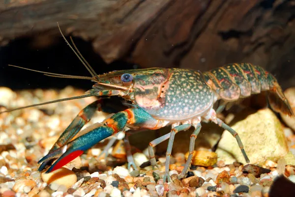 Colorful Australian blue crayfish - cherax quadricarinatus in aquarium — Stock Photo, Image