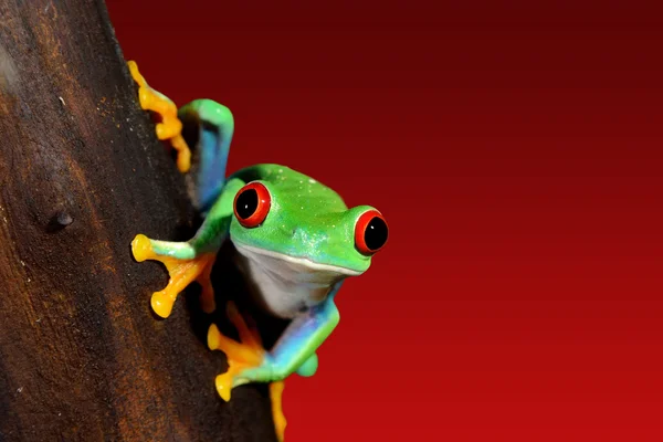 Červených očí žába Listovnice červenooká v teráriu — Stock fotografie