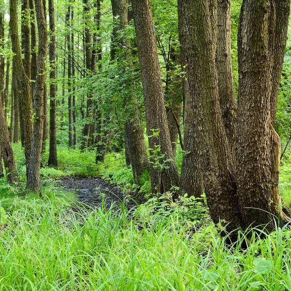 Erdő mocsári jelenet — Stock Fotó
