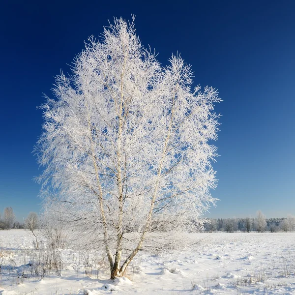 Vista al campo de invierno — Foto de Stock