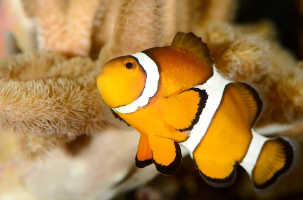 Anemoonvis in marine aquarium — Stockfoto