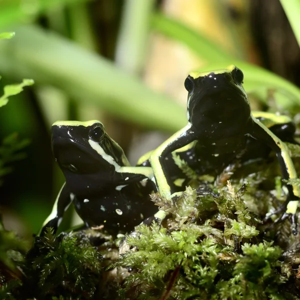 Duas rãs verdes em terrário — Fotografia de Stock