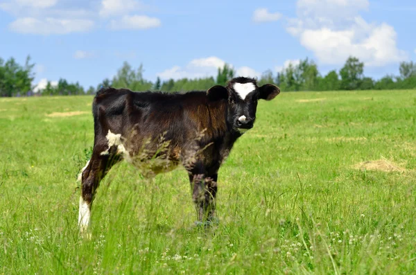 Calf at the green against blue sky — Stock Photo, Image