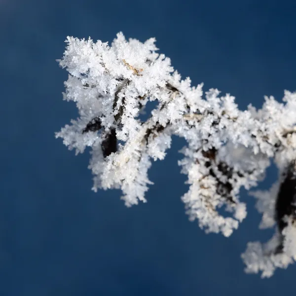 Hoar-vorst op planten in de winter — Stockfoto