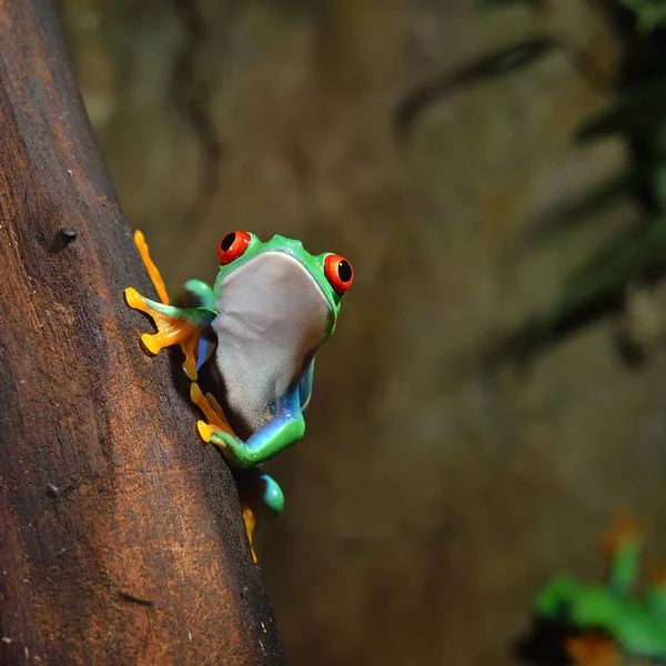 Rotaugenlaubfrosch agalychnis callidryas im Terrarium — Stockfoto