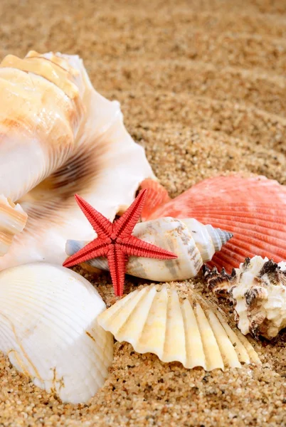 Sea star and shells on the sandy beach — Stock Photo, Image