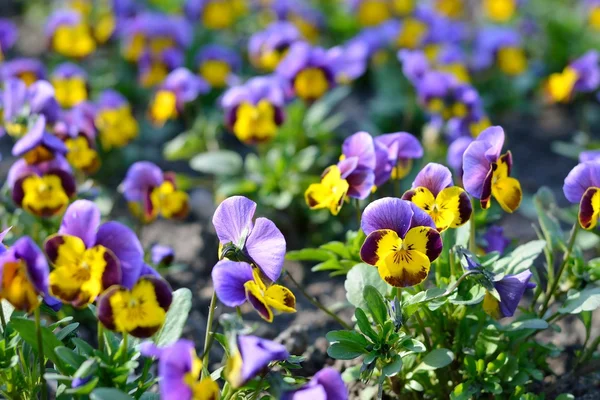 Heartsease flower (Viola tricolor) in spring — Stock Photo, Image