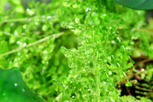 Fern close-up with water drops — Stock Photo, Image