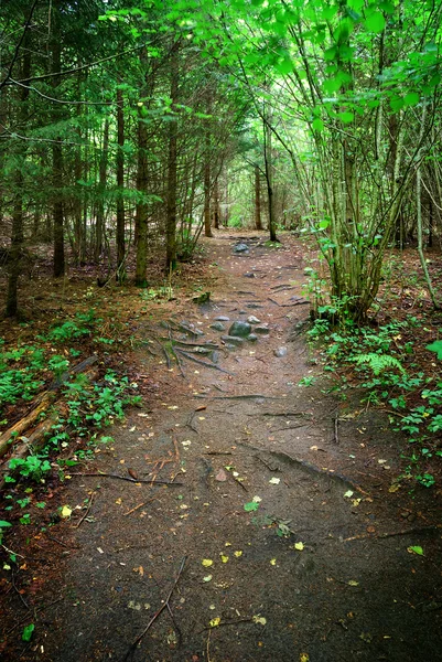 Dark forest scene — Stock Photo, Image