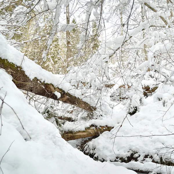 覆盖着雪的森林 — 图库照片